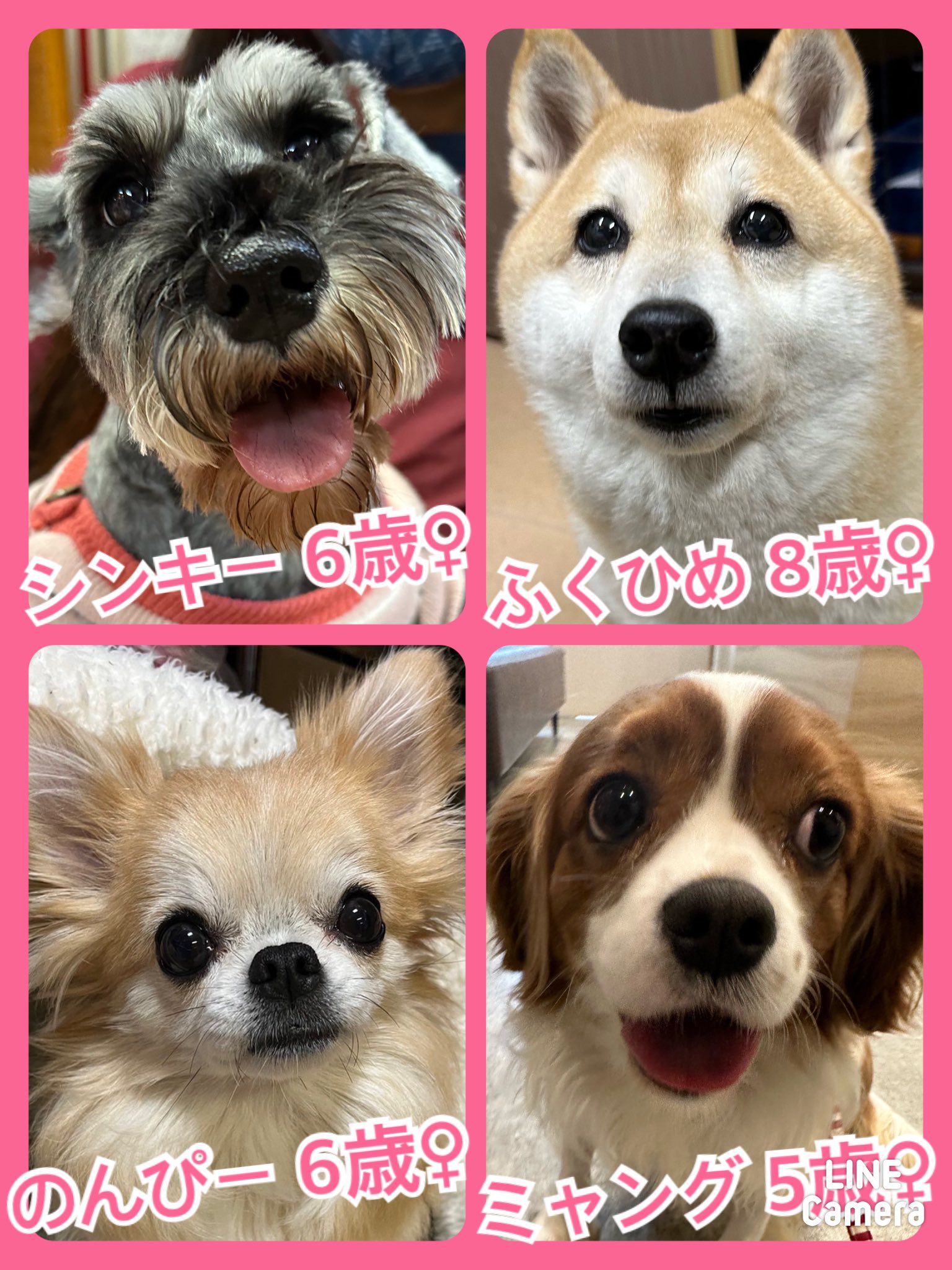 🐾今日の里親様募集中ワンコ🐶メンバーです🐾2023,12,18【保護犬カフェ天神橋店】